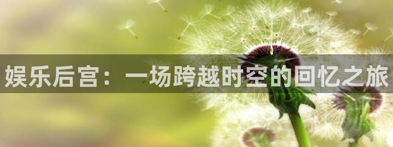 赢咖5招商：娱乐后宫：一场跨越时空的回忆之旅