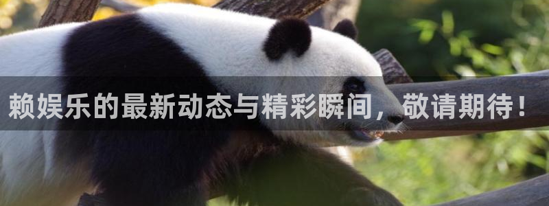 赢咖4平台注册：赖娱乐的最新动态与精彩瞬间，敬请期待！